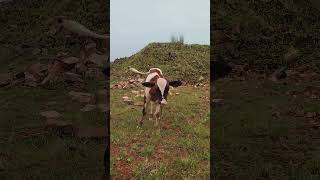 The baby cow is very beautifulsheeps farming sheepsheepsheep funny shorts [upl. by Lamdin]