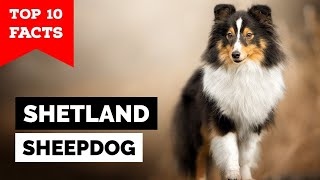 Shetland Sheepdog  Top 10 Facts Sheltie [upl. by Barthol]