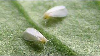 How To Build A Simple White Fly Trap And Identify White Flies [upl. by Ahsak312]