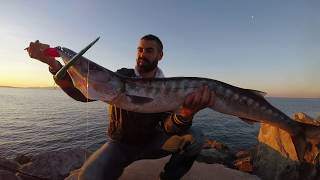 Spinning Barracuda in Topwater [upl. by Margret936]