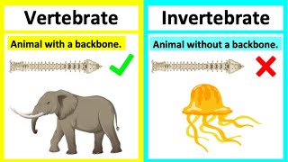 Vertebrate vs invertebrate🤔  Types of animals  Whats the difference [upl. by Bendick32]