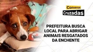 Prefeitura irá assumir a tutela de 14 mil animais em Porto Alegre  Conversas Cruzadas [upl. by Comptom418]