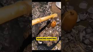 Mancing Kepiting Langsung Dapat Banyak 245 [upl. by Bricker]