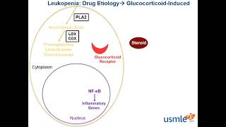 Leukopenia USMLE [upl. by Cherida]