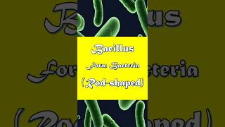 Bacillus Form Bacteria Explained in 45 Seconds bacillus bacteriaexplained microbiology [upl. by Rochester]