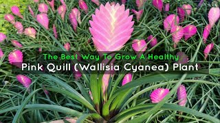 The Best Way To Grow A Healthy Pink Quill Wallisia Cyanea Plant [upl. by Anwahsat]