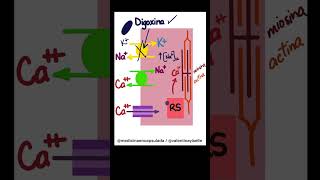 Cápsula farmacológica💊 Efecto inotrópico de la digoxina🫀 [upl. by Itsim]