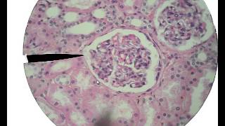 Histology for Beginners [upl. by Driskill]