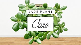 Jade Plant Care 🌱 Tips  Tricks For Crassula Ovata And PROPAGATION GUIDE [upl. by Uliram898]