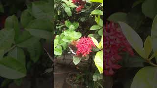 Ixora flower [upl. by Ateikan375]