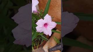 Ruellia simplex  Desert Petunia pink color flower plant border plants🌱 [upl. by Cooe]