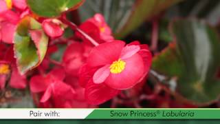 Proven Winners® Gardener Channel Proven Winners® Surefire Red Begonia [upl. by Tavi56]