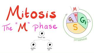 Mitosis  Cell Division  The M Phase of the Cell Cycle  Biology for MCAT DAT SAT ACT AP Bio [upl. by Anej]