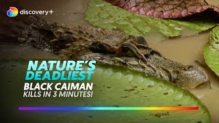 Hunt of the Black Caiman l Natures Deadliest l discovery [upl. by Enasus179]