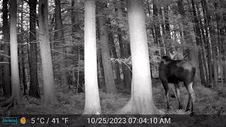 Adirondacks NY Great Sacandaga Lake Area  Moose quotThrees Companyquot [upl. by Donalt]