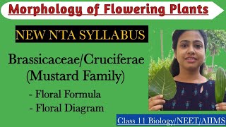 Ch5 NEW PLANT FAMILIES  BrassicaceaeCruciferae New NTA syllabus  Class 11 Biology  NEET 2024 [upl. by Ehudd]