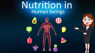 Nutrition in human beings Life Process  3d animated explanation  10 th class  Science [upl. by Oiralih]