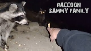 Raccoon Sammy gets hand fed [upl. by Earesed54]