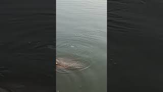 Rawal dam fishing video [upl. by Luigi478]