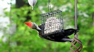 Pileated woodpecker visiting my suet feeder [upl. by Koziara]