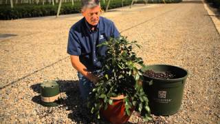 How to Plant Camellias in Pots  Garden Savvy [upl. by Zerep582]