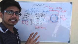 Endotoxin  lipopolysaccharide or LPS [upl. by Kermy]