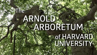 The Arnold Arboretum of Harvard University [upl. by Keung134]