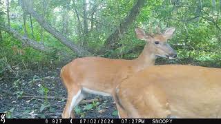 Maurepas Swamp WMA Trail Cam Videos MayJuly [upl. by Annemarie653]