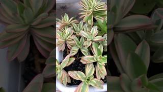 shorts  Crassula capitella variegata [upl. by Larrabee535]