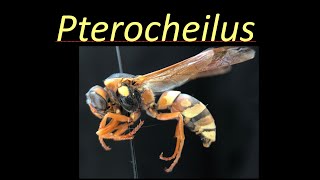 Pterocheilus Vespidae [upl. by Eiramrefinnej]