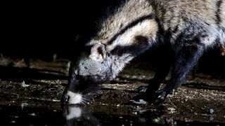 A Cool Civet CloseUp [upl. by Akisey882]