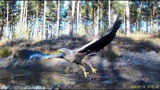 Beispielvideo SEISSIGER SpecialCam Wildkamera  Seeadler Eagle [upl. by Atiuqel]