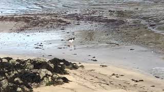 Wildlife of Robert’s Cove Ireland Curlews Oystercatchers and More [upl. by Dorelle]