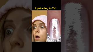 I put a dog to TV funny funnyvideo foryou mystorytime vlog storytimevlog storytime fyp [upl. by Higginbotham]