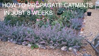 How to Grow and Propagate Catmint FAST [upl. by Dduj673]