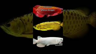 Arowana 🐠 Scleropages formosus [upl. by Shurlock]