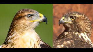 Falconry Ferruginous hawk VS Redtailed hawk [upl. by Grania]