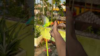 Love birds training🦜 Birds harness training birds parrot minivlog shortvideo shortvideo ￼ [upl. by Ahsatel546]