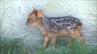 Pudu fawn is just 5 days old [upl. by Enylcaj]