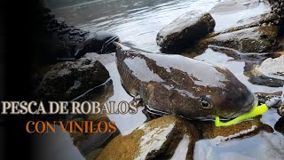 DISFRUTANDO AL MÁXIMO LA PESCA LIGERA DE ROBALOS CON VINILOS 💪🎣 ROMPIENDO RÉCORD DE CAPTURAS 🔝 [upl. by Arluene]