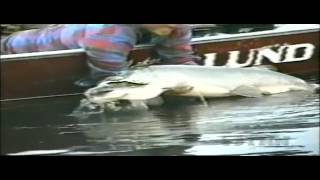 World Record Musky [upl. by Amethist]