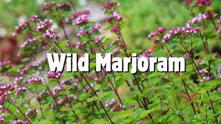 Wild marjoram Oregano identification [upl. by Eardnoed]