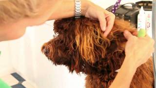 Royal Diamond Labradoodles Tips on Grooming the Earsmov [upl. by Potash781]