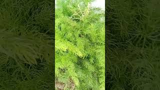 Asparagus fern houseplant indoorgardening nature [upl. by Sair]