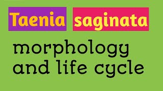 Taenia saginata  Morphology life cycle mode of transmission of the disease  Detailed discussion [upl. by Atiuqin]