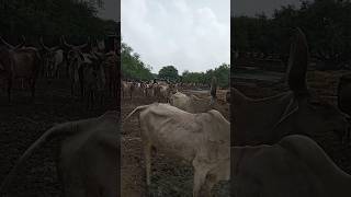 Kankrej Cow by Indian Livestock gamdani deshi gayo [upl. by Netram837]