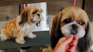 Shih Tzu Full Groom [upl. by Link]