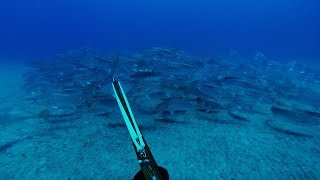 Spearfishing for Mulloway  Jewfish on coastal headlands [upl. by Adnuhsat]