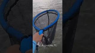 fishing kayakfishing kayak florida matanzas staugustine staugustinefl snook snookfishing [upl. by Haym67]