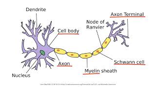 Demyelinating Disease  full video educational video [upl. by Cotter]